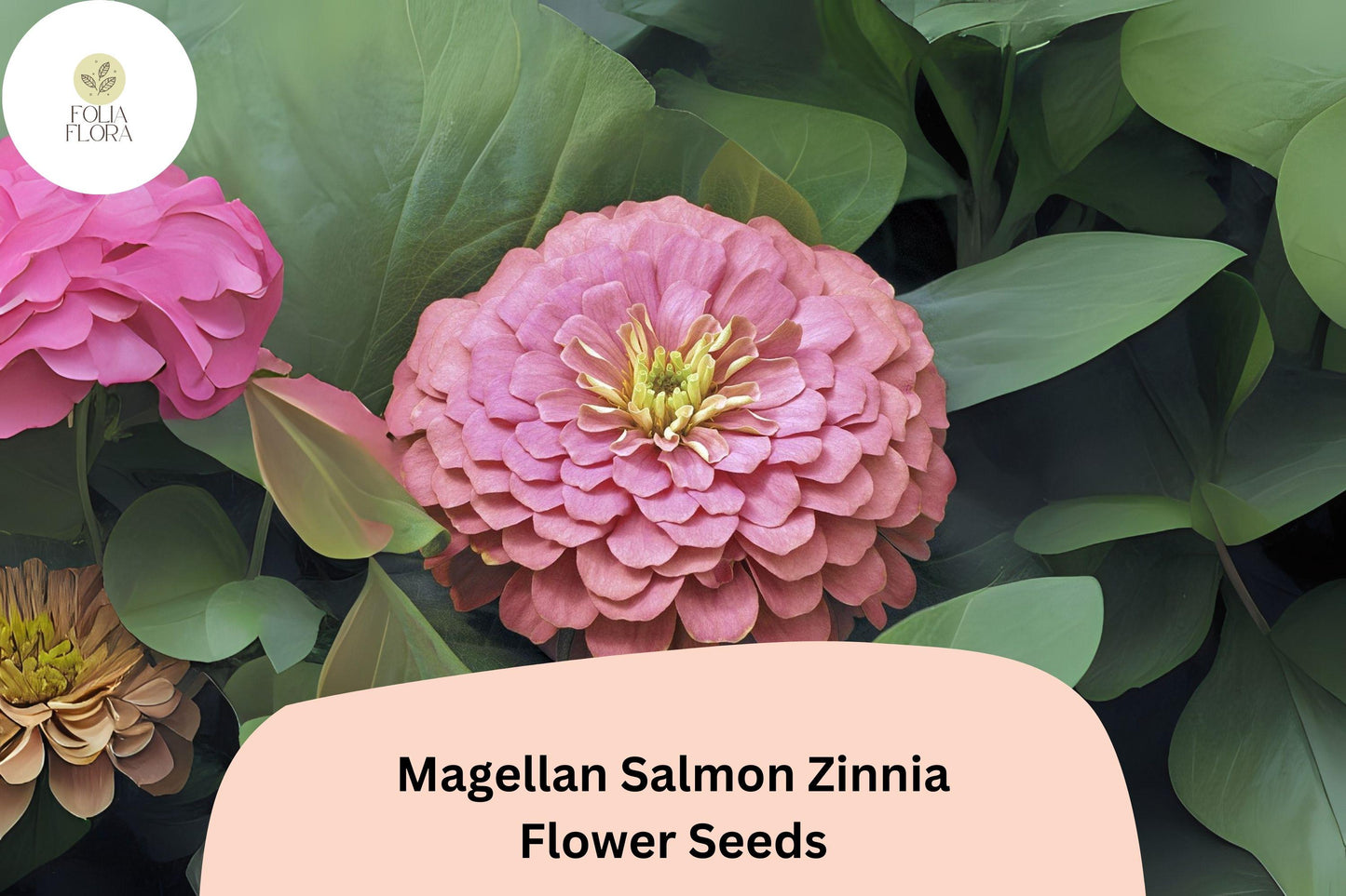 100+ Magellan Salmon Zinnia Seeds – Soft Salmon Blooms for Garden Beds, Borders & Cut Flowers
