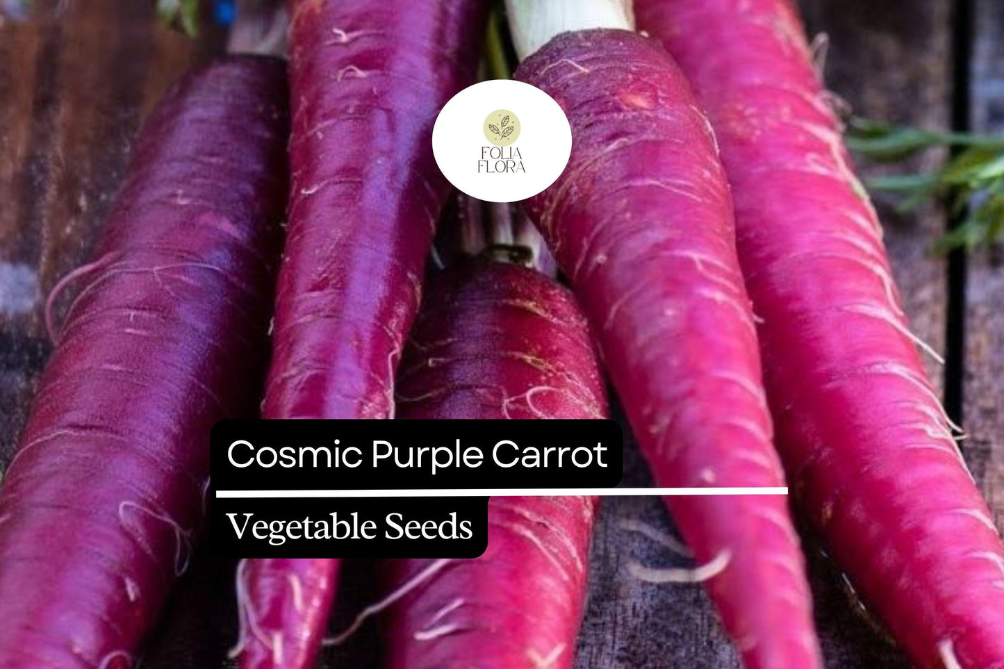 300 Seeds Cosmic Purple Carrot (Daucus carota) – Vibrant Purple Carrots with Sweet Orange Core