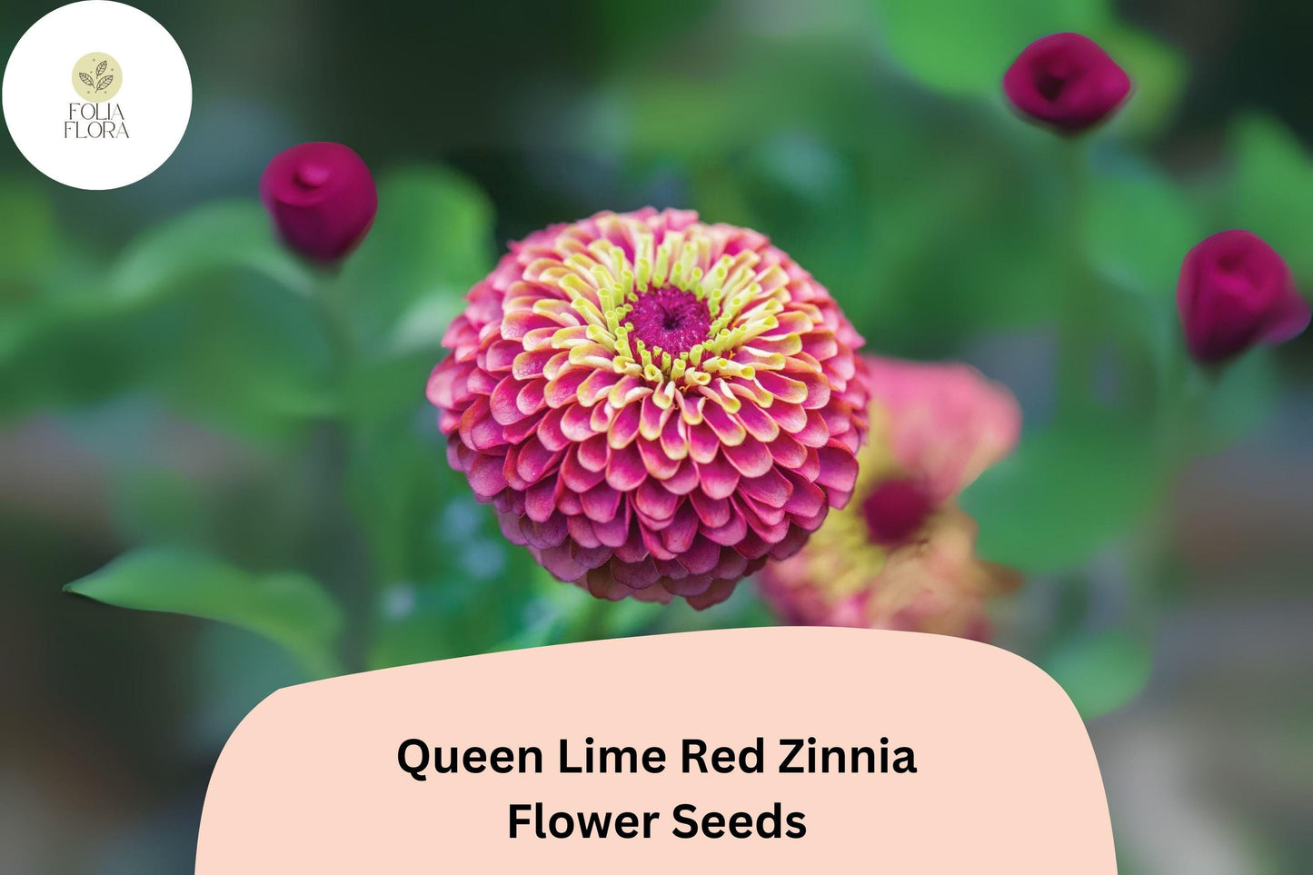 100+ Queen Lime Red Zinnia Seeds – Unique Red-Green Blooms for Garden Planting, Borders & Cut Flowers