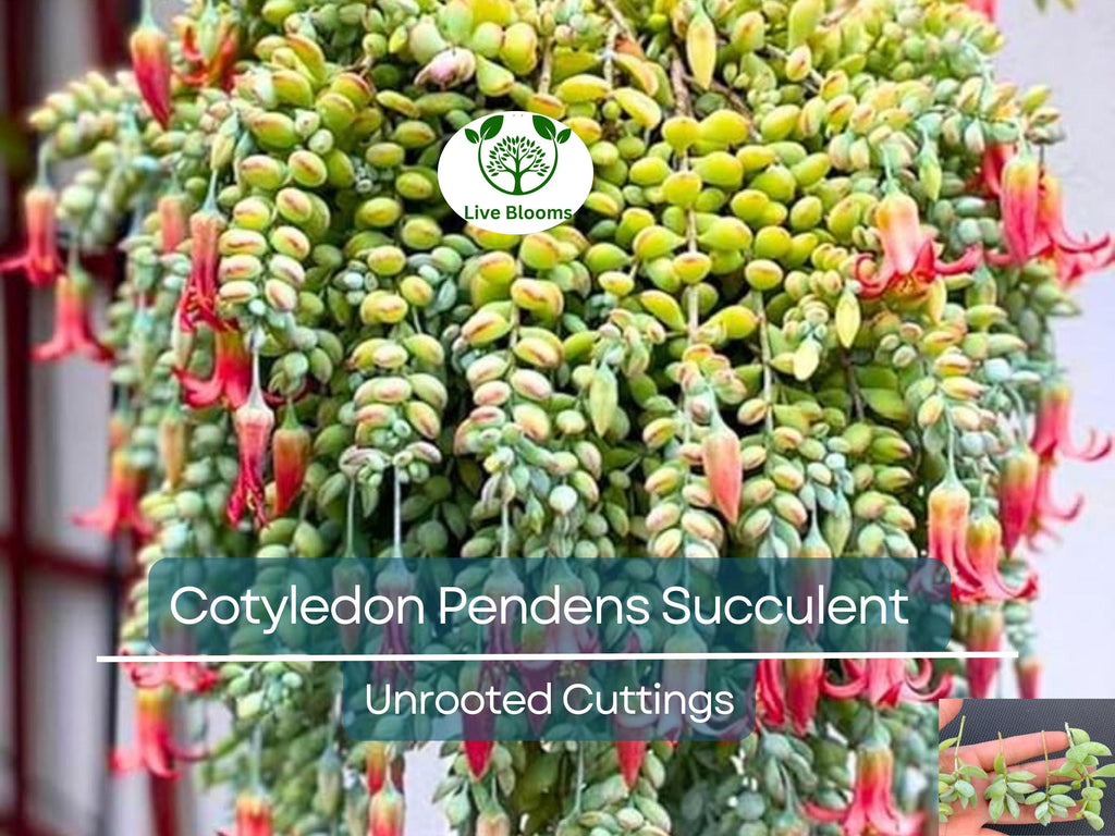 4 Unrooted Cotyledon Pendens Succulent Cuttings - 3-4 inch Long - Easy Grow, Propagation Plants