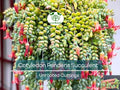 4 Unrooted Cotyledon Pendens Succulent Cuttings - 3-4 inch Long - Easy Grow, Propagation Plants