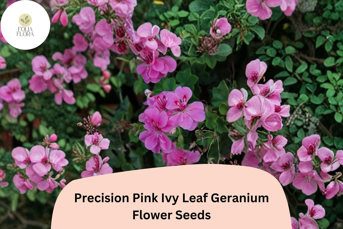 25+ Precision Pink Ivy Leaf Geranium Seeds | Trailing Geranium | Pink Blooms for Hanging Baskets & Garden Containers