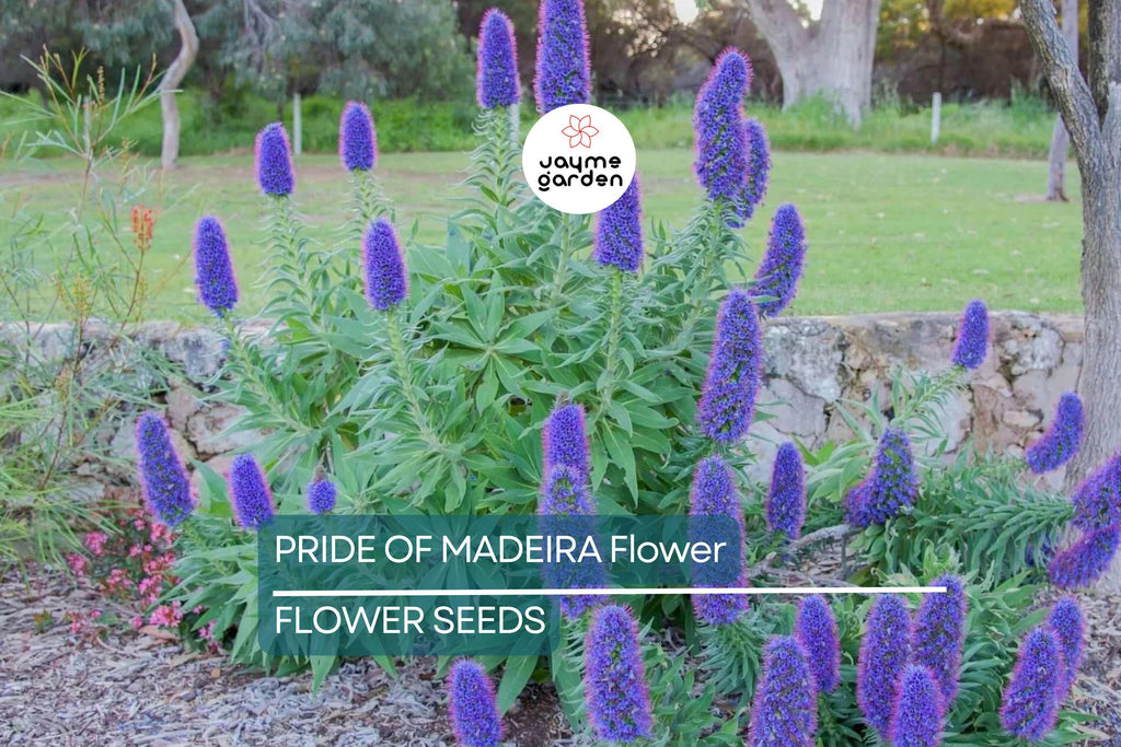 20 Pride of Madeira (Echium fastuosum) Seeds – Blue Tower of Jewels, Fast Growing, Pollinator Friendly