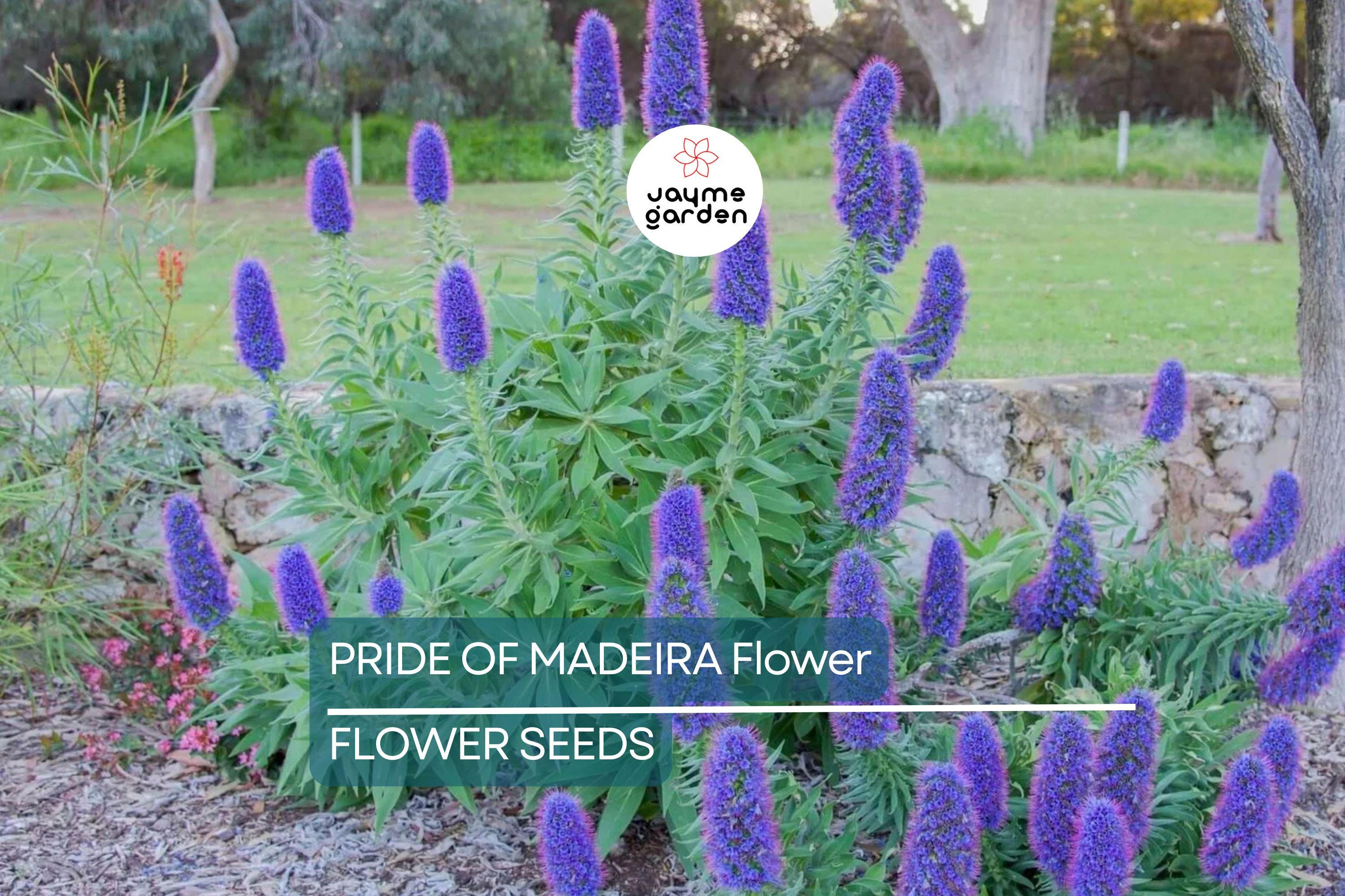 20 Pride of Madeira (Echium fastuosum) Seeds – Blue Tower of Jewels, Fast Growing, Pollinator Friendly