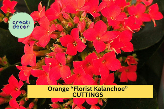 3 Orange Kalanchoe Blossfeldiana Cuttings | Organic Succulent Starter | Florist Kalanchoe | Easy Flowering Houseplant USA