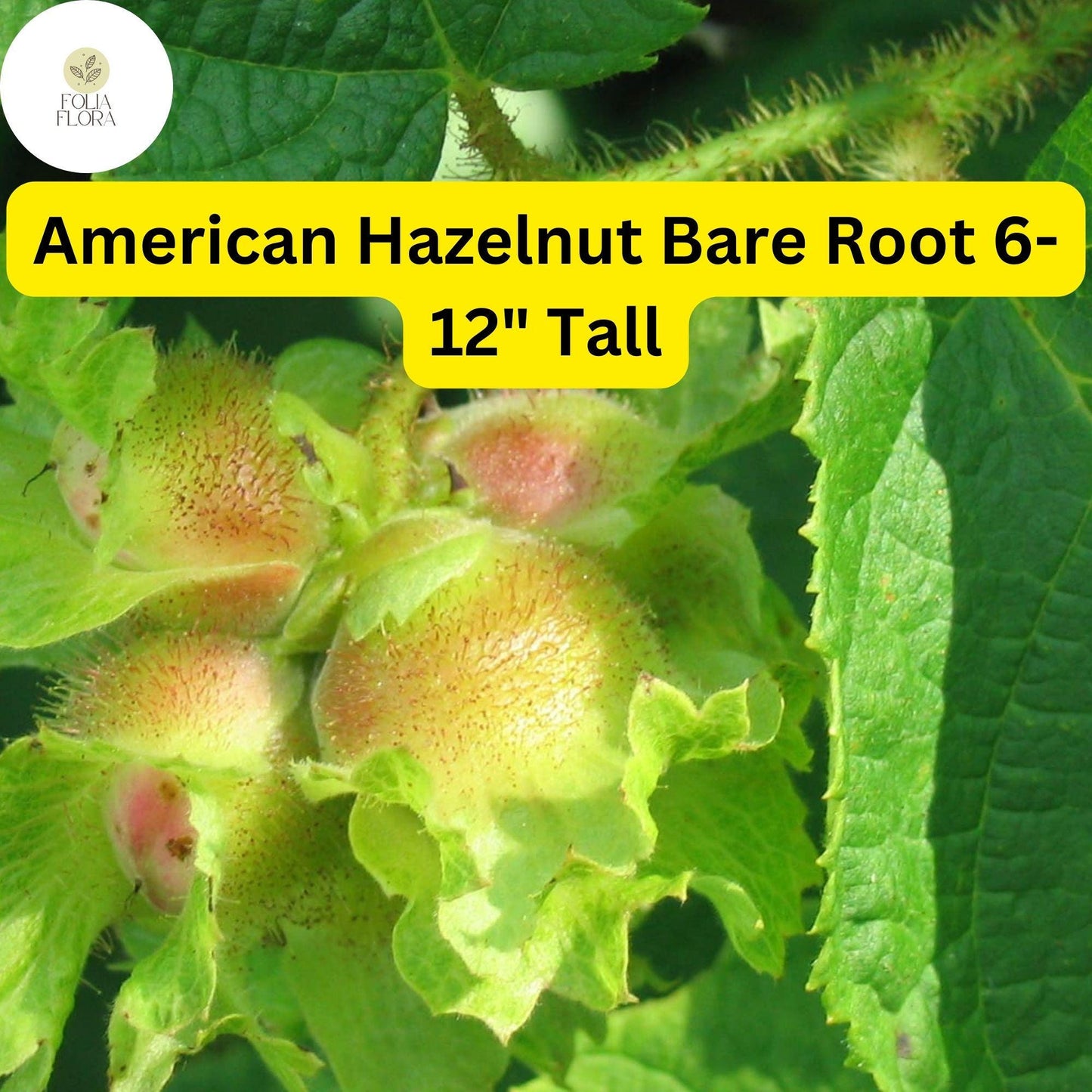 2 Bare Root American Hazelnut Trees, 6-12" Tall, Live Trees, Ready to Plant