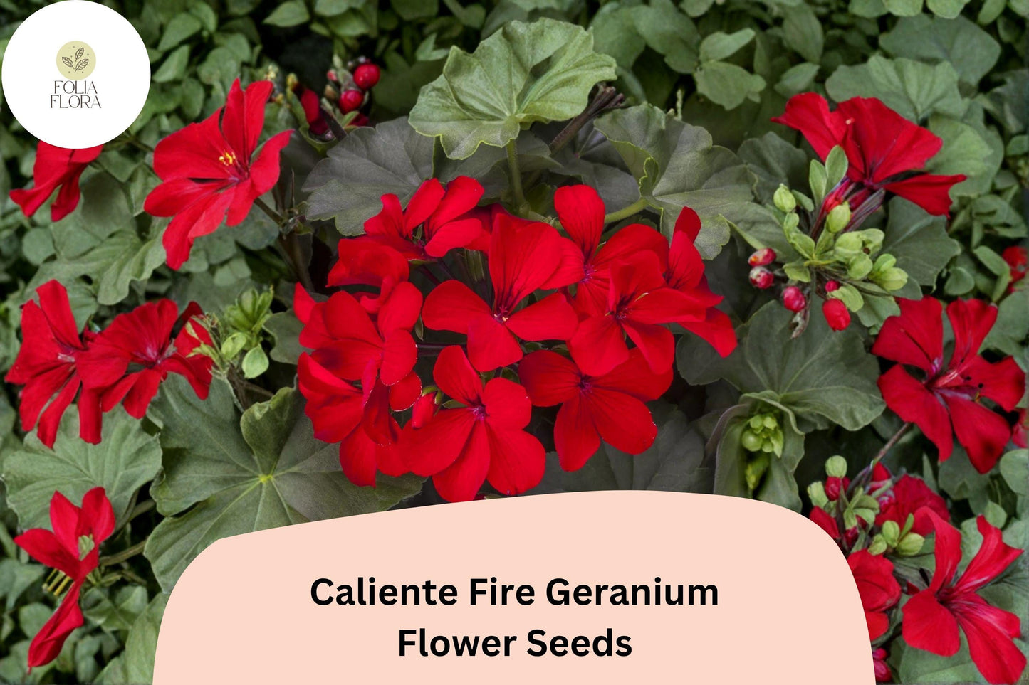 25+ Caliente Fire Geranium Seeds | Bright Red-Orange Zonal Ivy Hybrid | Garden & Hanging Basket Flower