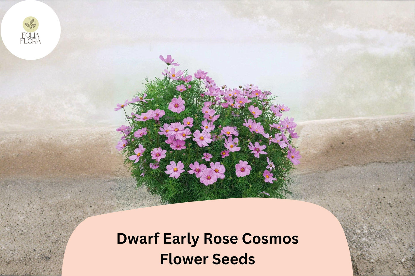 200+ Dwarf Early Rose Cosmos Seeds | Compact Pink Cosmos Bipinnatus | Garden Bedding & Border Flower Seeds