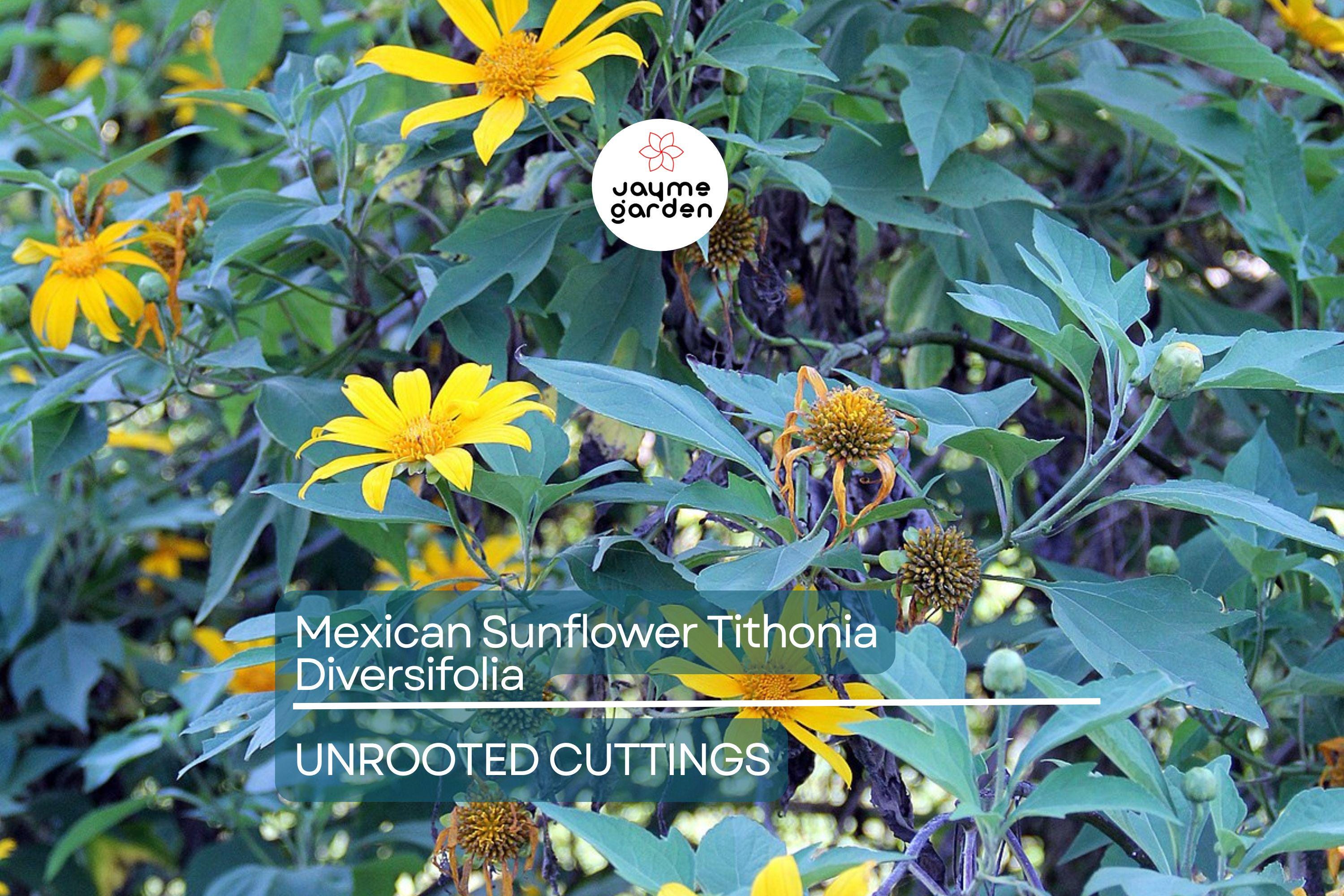 Perennial Organic Mexican Sunflower Tithonia Diversifolia - 10 Fresh Cuttings, Pollinator-Friendly