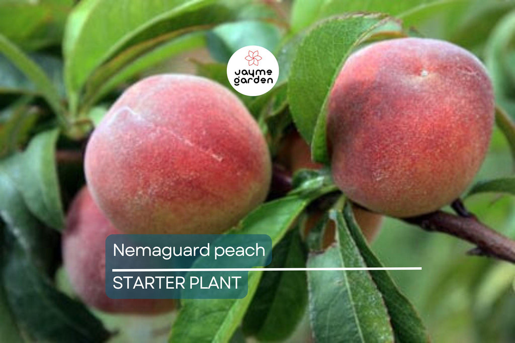 Nemaguard Peach Starter Plant (6-8 Inches Tall) | Live Healthy Seedling | Deciduous Tree | Easy to Grow | Great for Landscaping