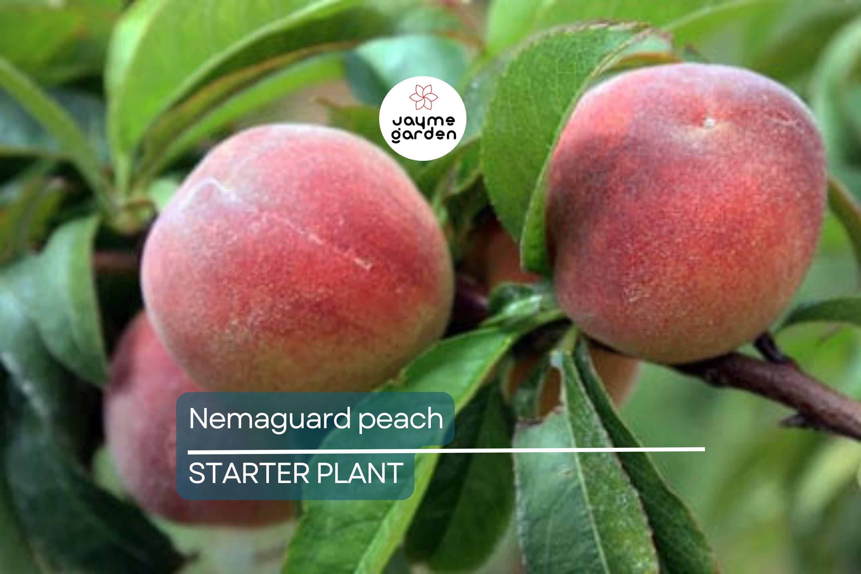 Nemaguard Peach Starter Plant (6-8 Inches Tall) | Live Healthy Seedling | Deciduous Tree | Easy to Grow | Great for Landscaping