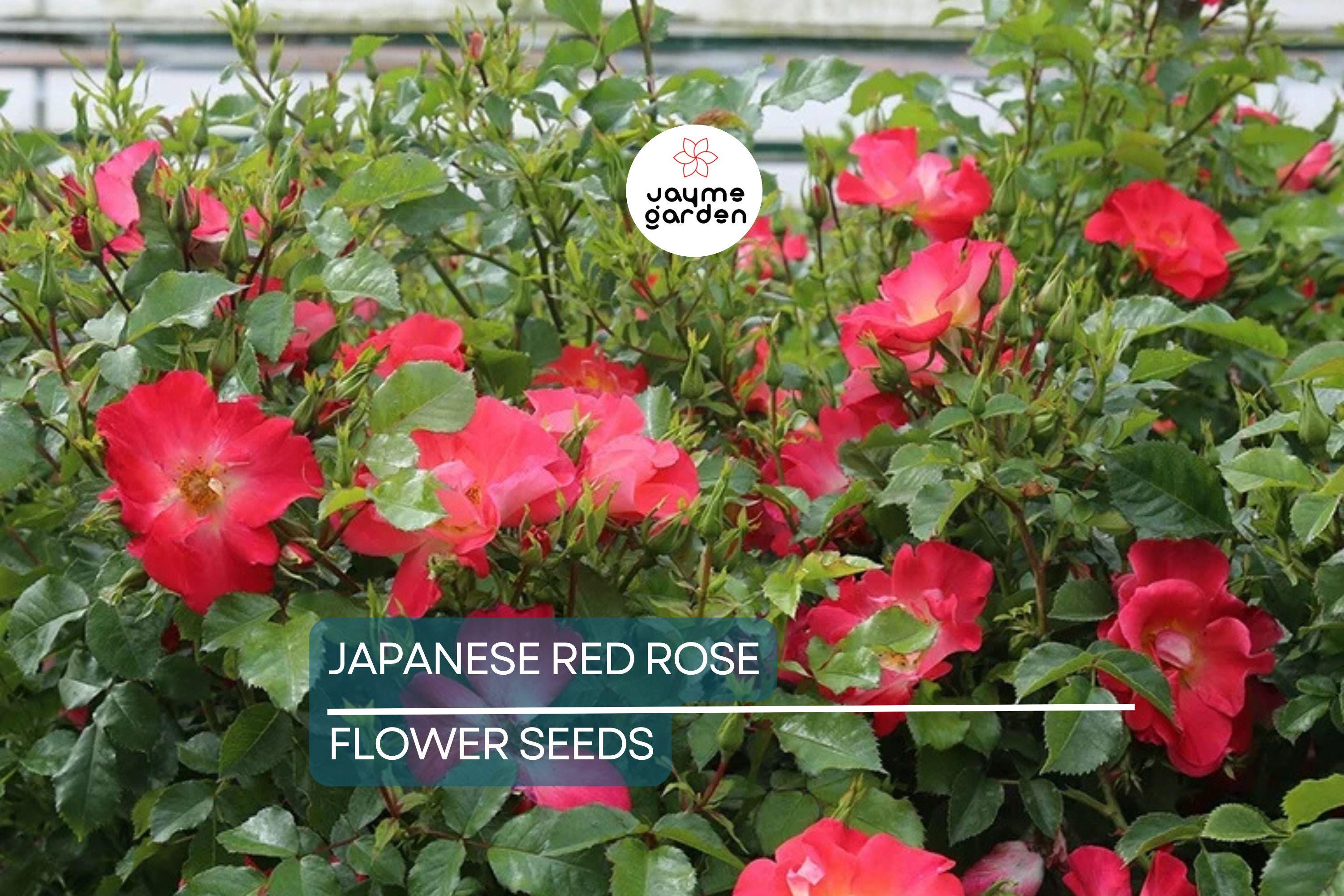 20 Japanese Red Rose Seeds (Rosa rugosa "Rubra") – Hardy Fragrant Bush, Edible Hips, Zones 3-10