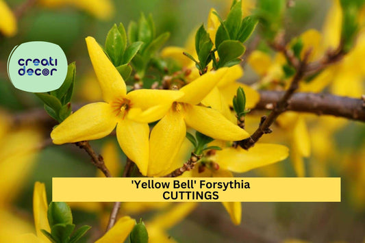 15 Forsythia ‘Yellow Bell’ Cuttings – Hardy Ornamental Shrub | Bright Spring Flowering Hedge Plant for Gardens, Privacy Screens, or Borders