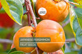 10 Japanese Persimmon Tree Seeds - Diospyros kaki - Hardy Fruit Tree 20-30ft - Fall Color