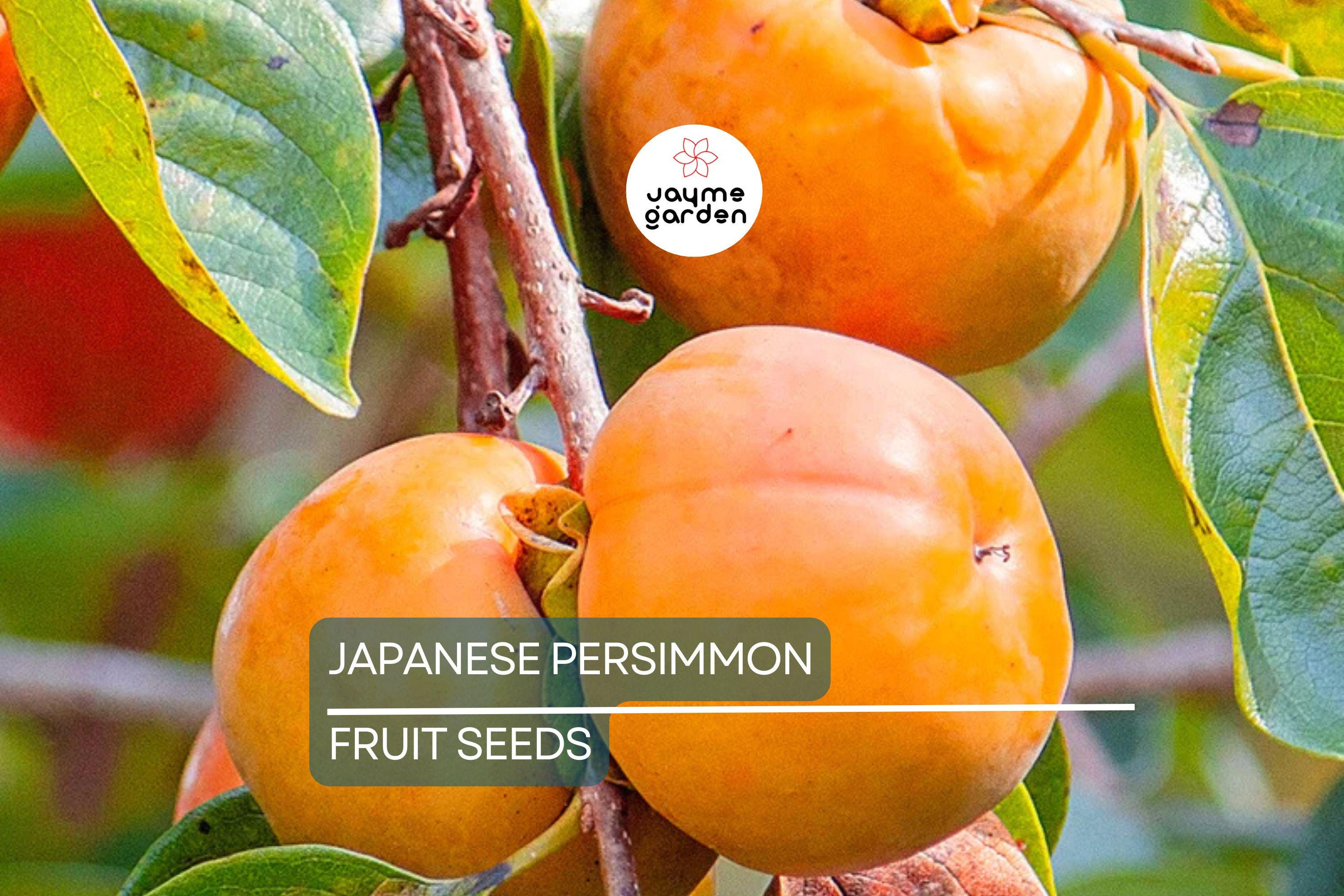 10 Japanese Persimmon Tree Seeds - Diospyros kaki - Hardy Fruit Tree 20-30ft - Fall Color