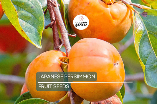 10 Japanese Persimmon Tree Seeds - Diospyros kaki - Hardy Fruit Tree 20-30ft - Fall Color