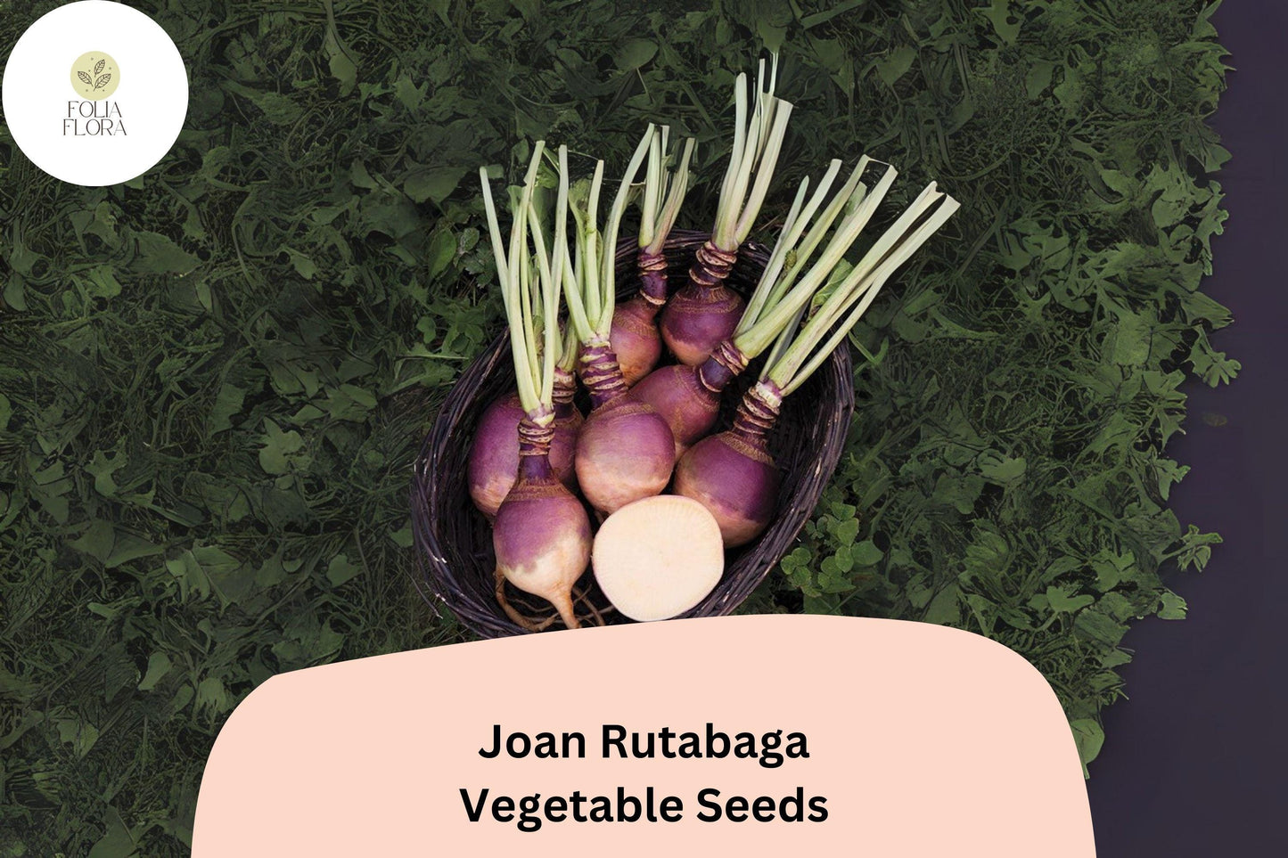 500+ Joan Rutabaga Seeds – Heirloom Brassica Root Vegetable Seeds for Garden Planting
