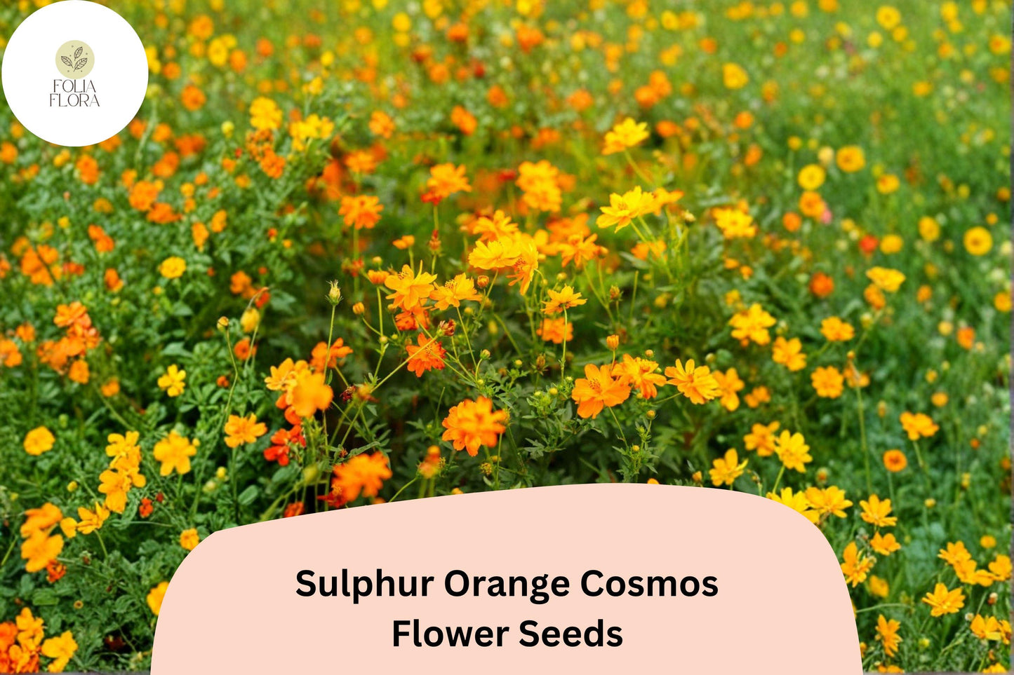 200+ Sulphur Orange Cosmos Seeds | Cosmos sulphureus | Bright Orange Blooms | Easy Annual Flower Seeds for Garden