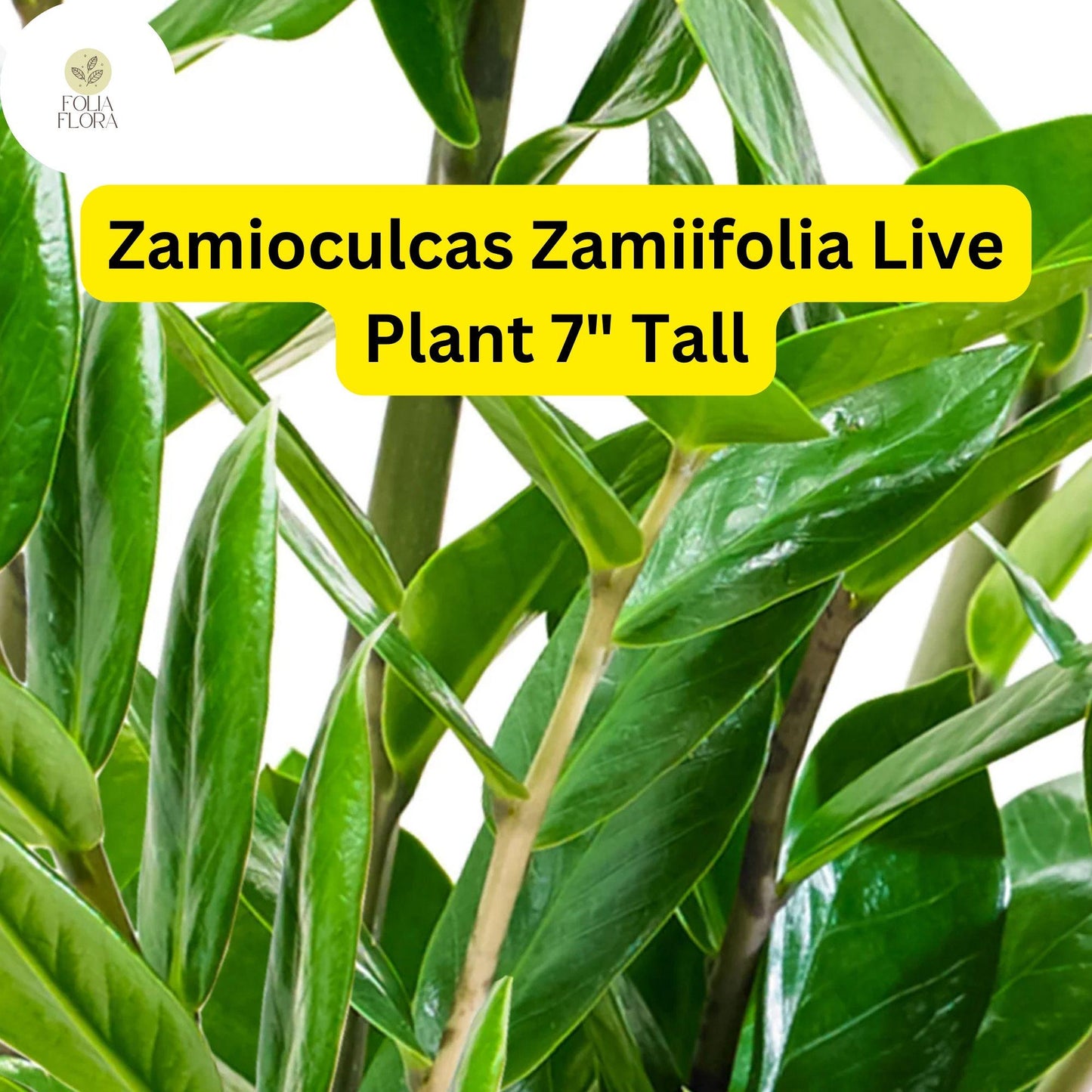 1 Zamioculcas zamiifolia - ZZ Chameleon Live Plant 7" Tall in 4" Pot - Low-Light Indoor Houseplant
