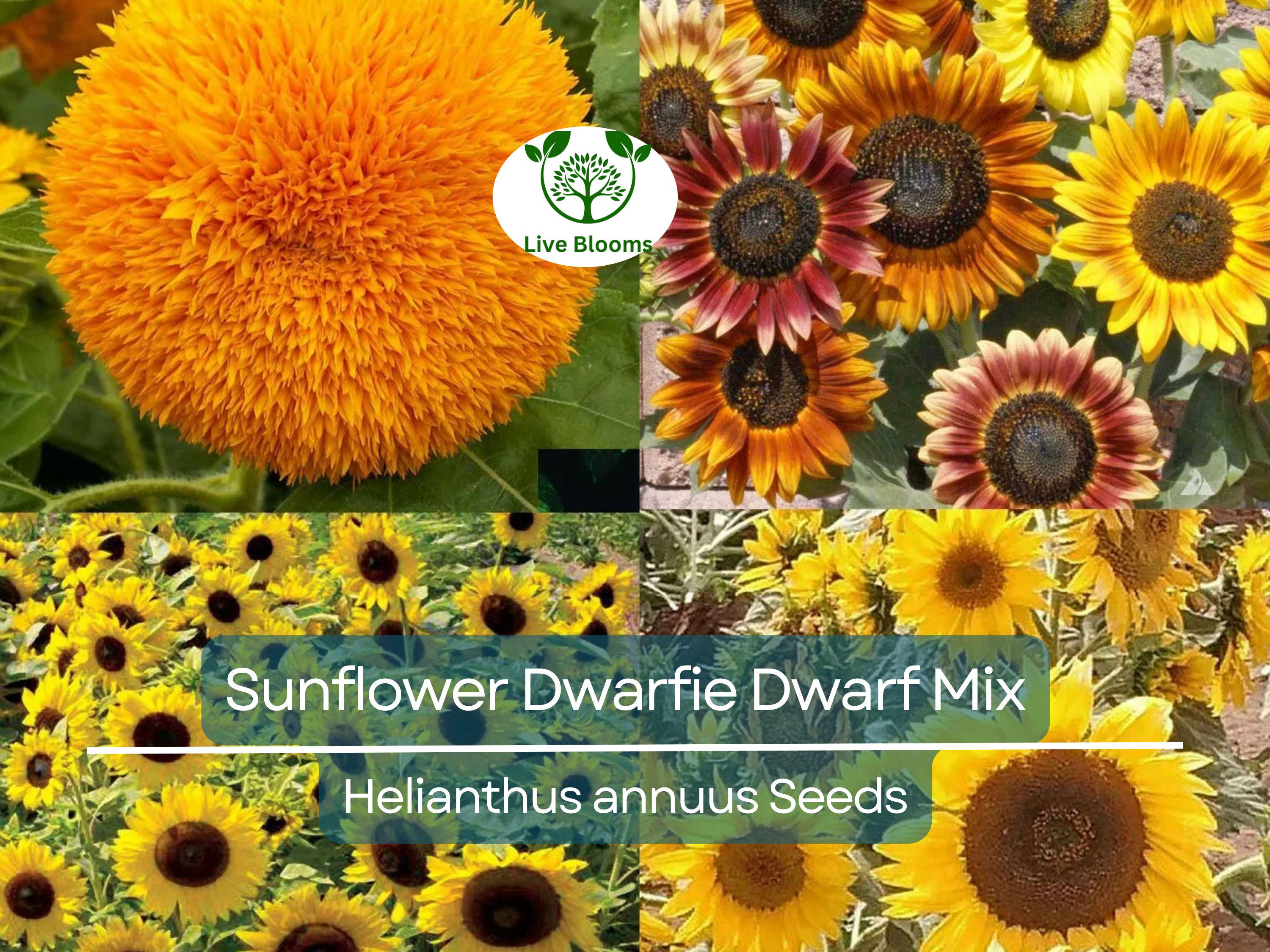 50 Seeds Sunflower Dwarfie Dwarf Mix (Helianthus annuus) Non-GMO, Attracts Butterflies, Bees, Birds & Goldfinches, Mini Sunflowers Garden
