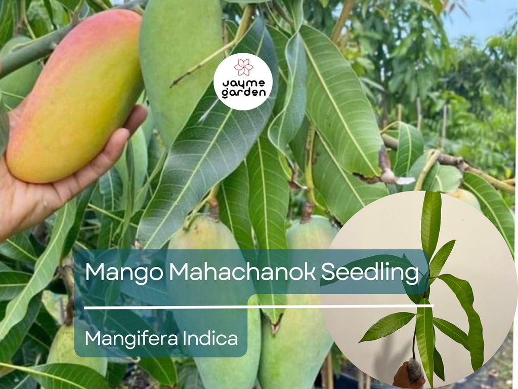 Grafted Mango Mahachanok Starter Plant Seedling - 3'-4' Tall Live Fruit Tree - Sweet, Tangy, Fiber-Free Mango for Garden or Patio