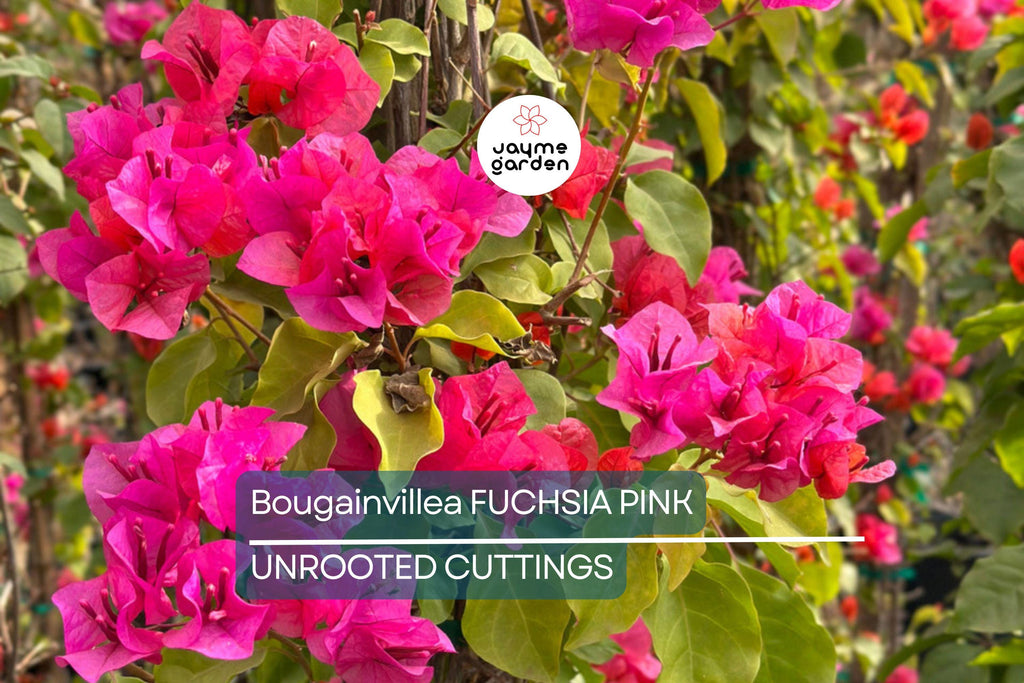 Bougainvillea Fuchsia Pink – 7 Live 6" Unrooted Cuttings, Vibrant Flowering Vine for Garden