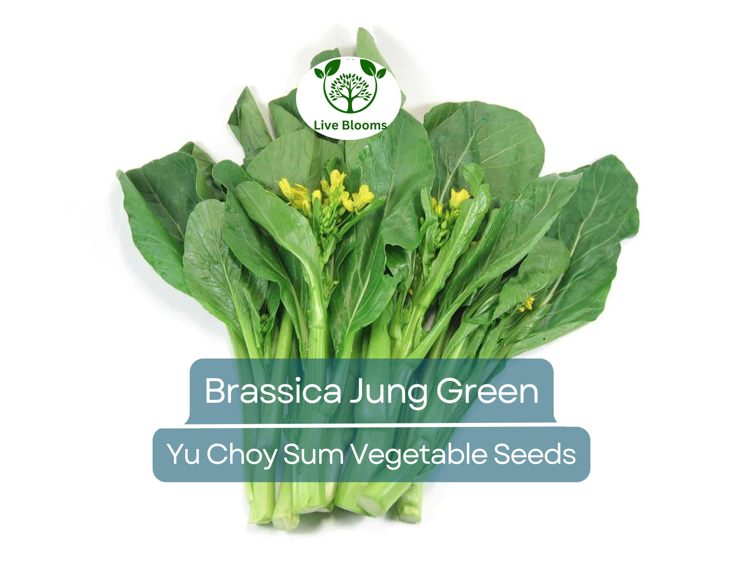 150 Yu Choy Sum Seeds - Flowering Brassica Jung Green | Fresh Asian Green for Planting, Stir-Fry & Culinary Use