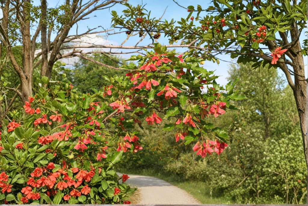 Amur Maple – Acer ginnala 10 Seeds | Brilliant Red Fall Color | Hardy Ornamental Maple | Compact Landscape Tree