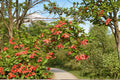 Amur Maple – Acer ginnala 10 Seeds | Brilliant Red Fall Color | Hardy Ornamental Maple | Compact Landscape Tree