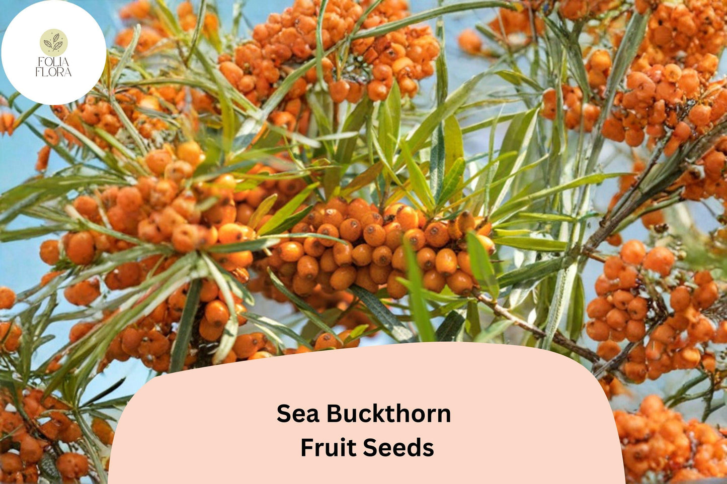 Sea Buckthorn Seeds (Hippophae rhamnoides) | 20 Premium Seeds for Planting | Hardy Shrub with Bright Orange Berries
