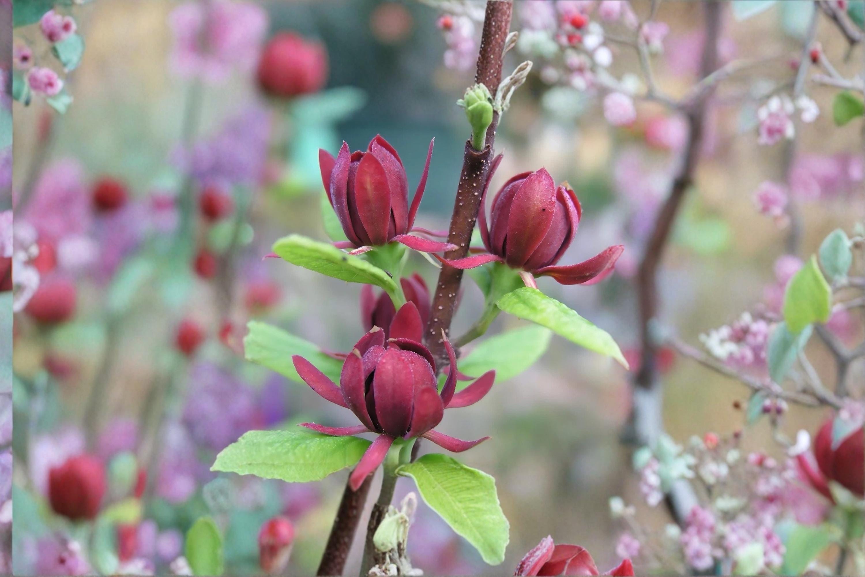 Sweetshrub 3 Live Plants 1-2 ft Tall (Calycanthus floridus) Fragrant Flowering Shrub
