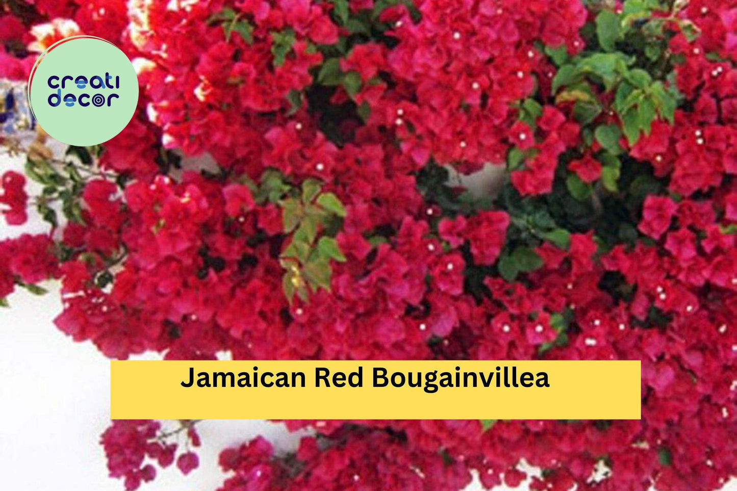 Jamaican Red Bougainvillea – Live Well-Rooted Starter Plant, Small Plug Vine with Bright Red Bracts, Tropical Flowering Vine for Garden