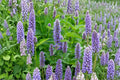 Anise Hyssop – Agastache foeniculum, Native Perennial Herb | Pollinator Magnet (100 Seeds)