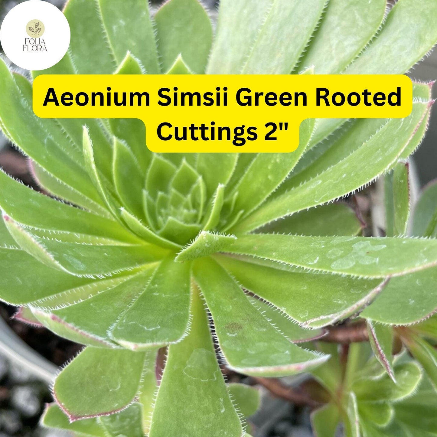 Aeonium simsii ‘Green’ | 3 Rooted Cuttings Live 2" Succulent Plants | Rosette-Forming, Drought-Tolerant, Easy-Care Houseplant