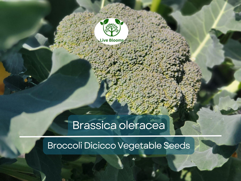 300 Seeds Broccoli Dicicco - Brassica oleracea | Heirloom Broccoli Seeds for Planting, Gardening & Nutritious Harvests