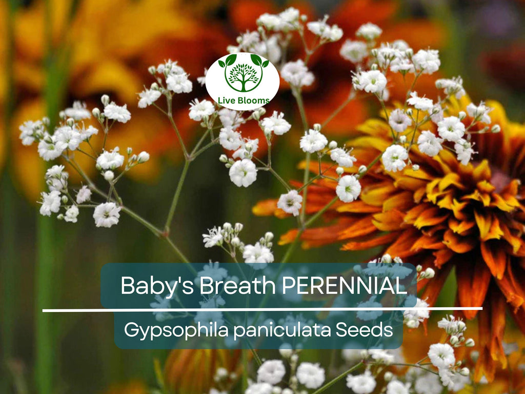 200 Seeds Baby's Breath PERENNIAL Gypsophila paniculata, Classic Cut Flowers, Pollinator-Friendly, Non-GMO, Fragrant White Flowers