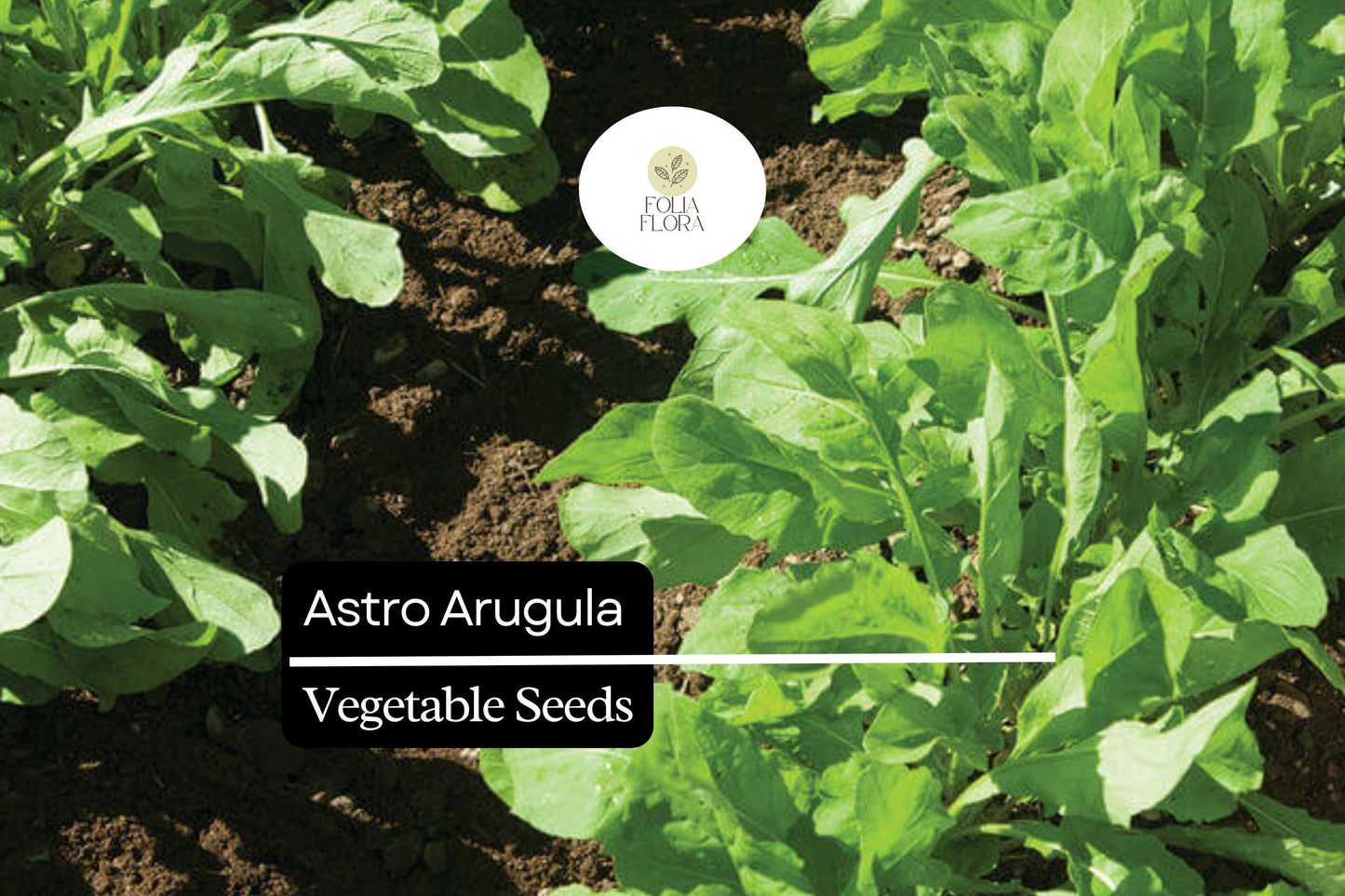 300 Seeds Astro Arugula, Fast-Growing Salad Green, Mild Flavor, Organic