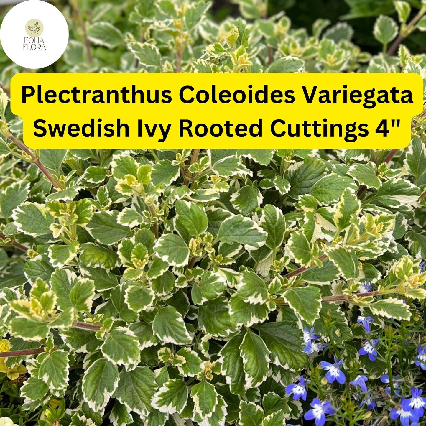 Plectranthus coleoides ‘Variegata’ | 3 Rooted Cuttings 4" Live Swedish Ivy Plant | Variegated, Trailing, Fragrant