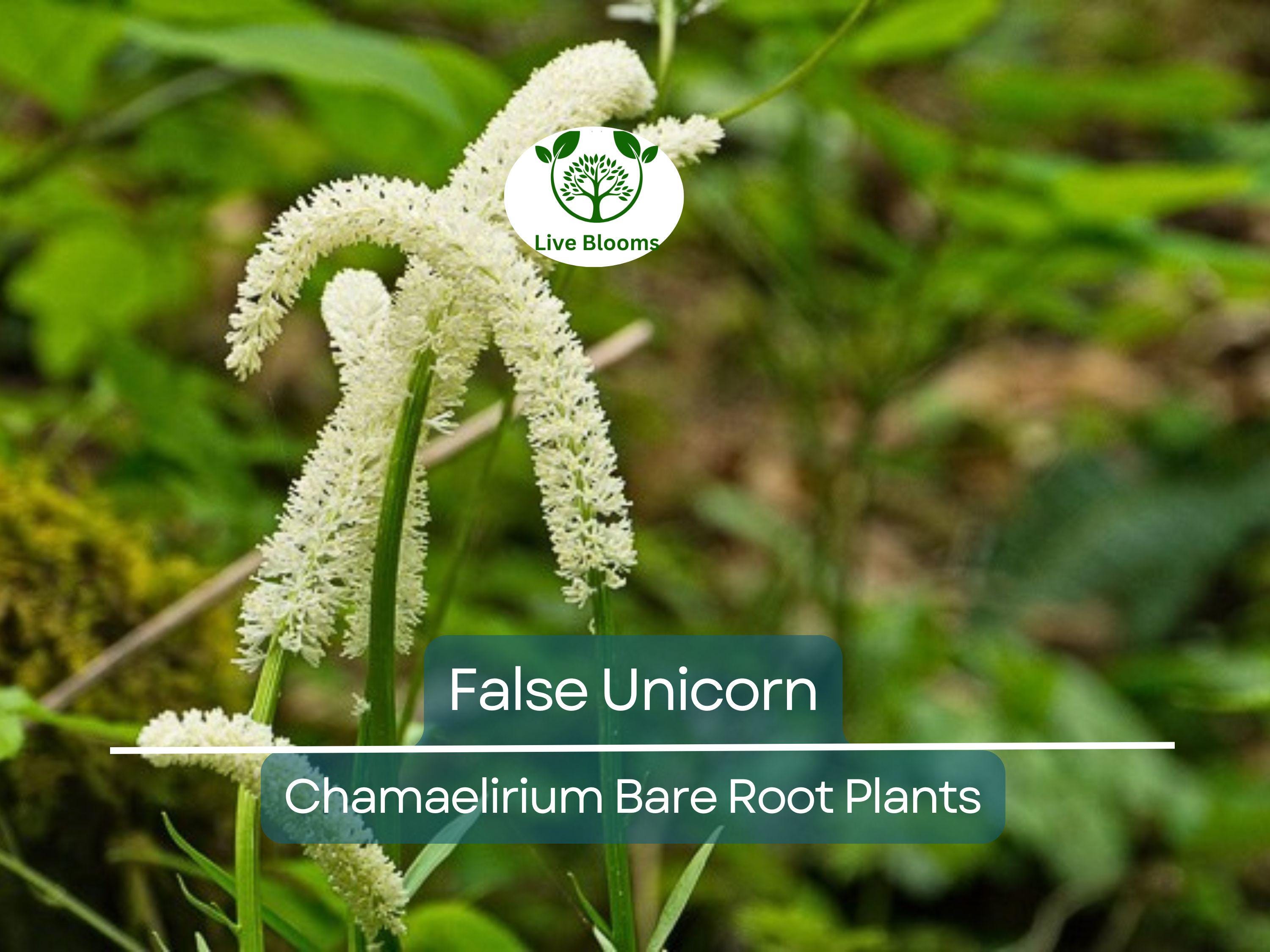 3 False Unicorn Plants – Bare Root Chamaelirium luteum – Native Wildflower for Shade Garden – Rare Woodland Perennial