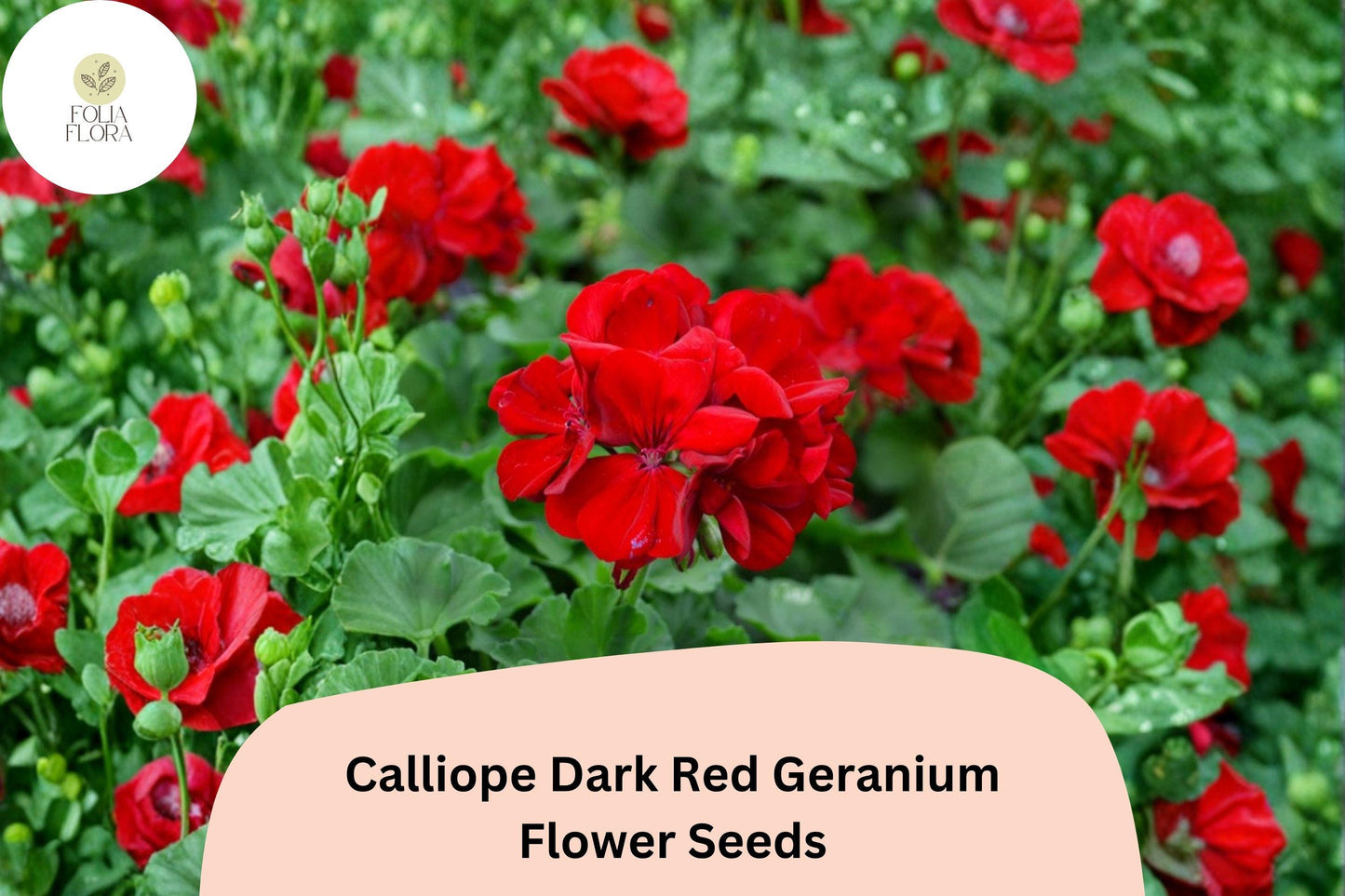 25+ Calliope Dark Red Geranium Seeds | Deep Red Hybrid Zonal Ivy Geranium | Long Blooming Garden Flower