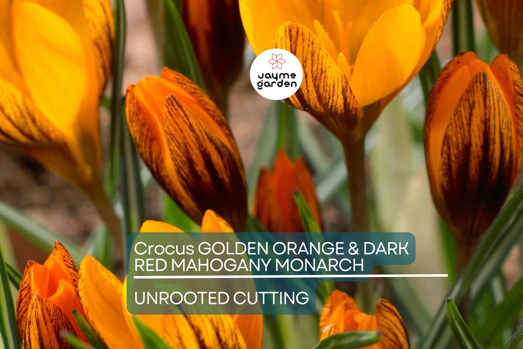 Crocus Golden Orange & Dark Red Mahogany Monarch – 5 Flower Plant Bulbs, Early Spring Bloomer