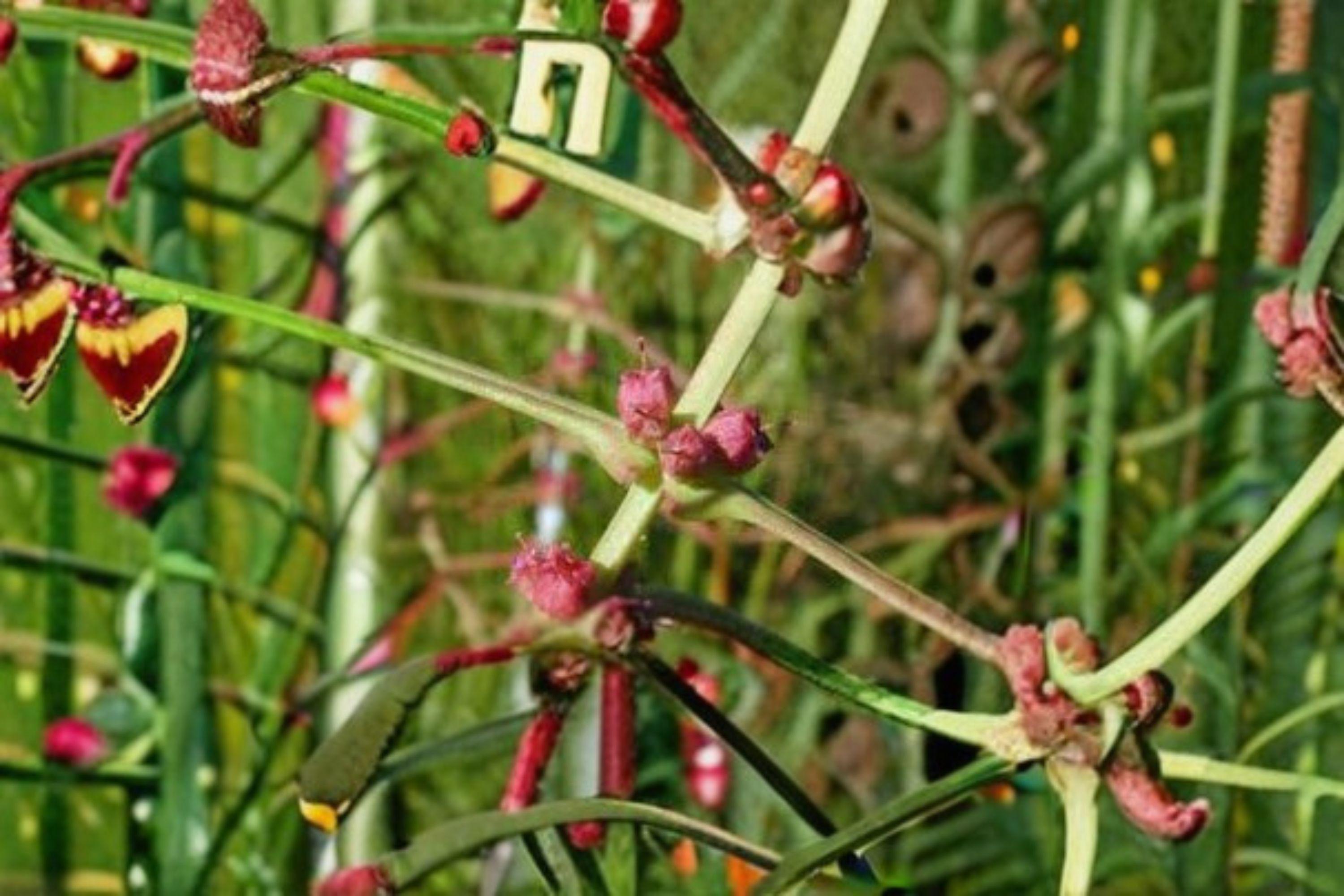 Ammannia coccinea/Scarlet Toothcup – 1,000 Seeds | Native Wetland Annual | Scarlet Red Blooms | Pollinator-Friendly