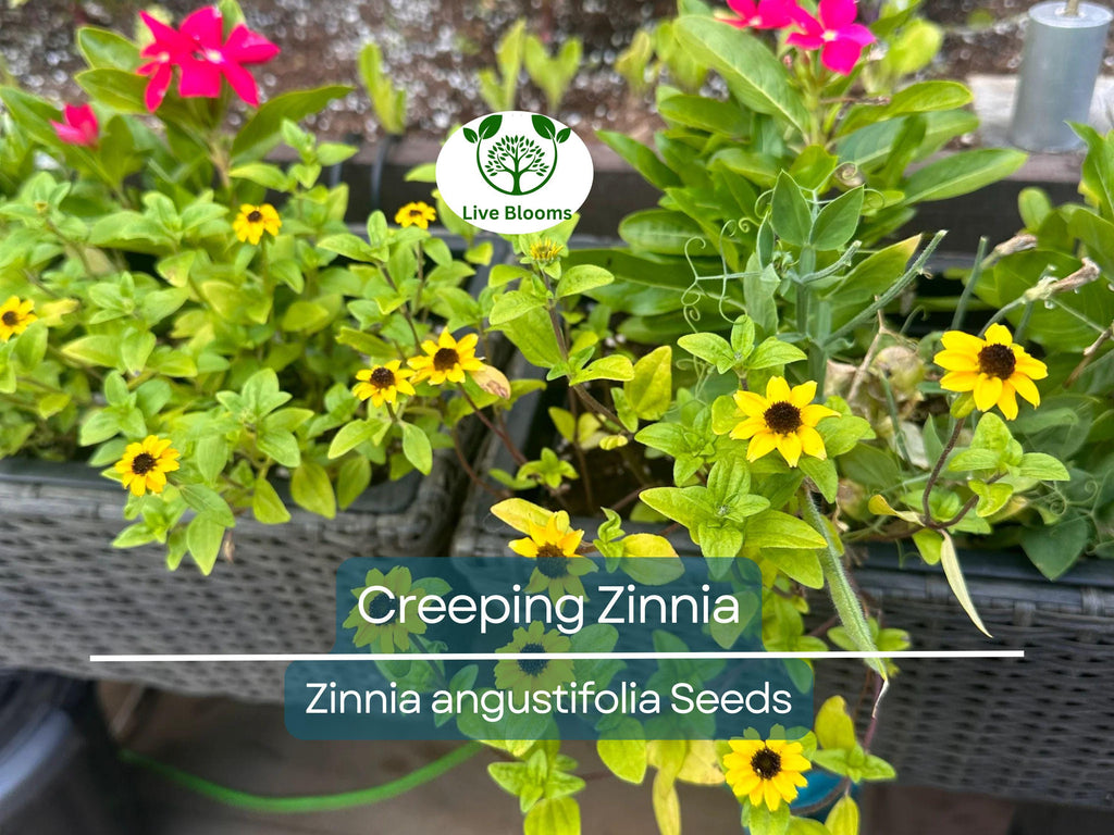 500 Creeping Zinnia Seeds - Ground Cover, Rock Garden, Low Maintenance, Vibrant Blooms, Zinnia angustifolia, Ideal for Landscaping