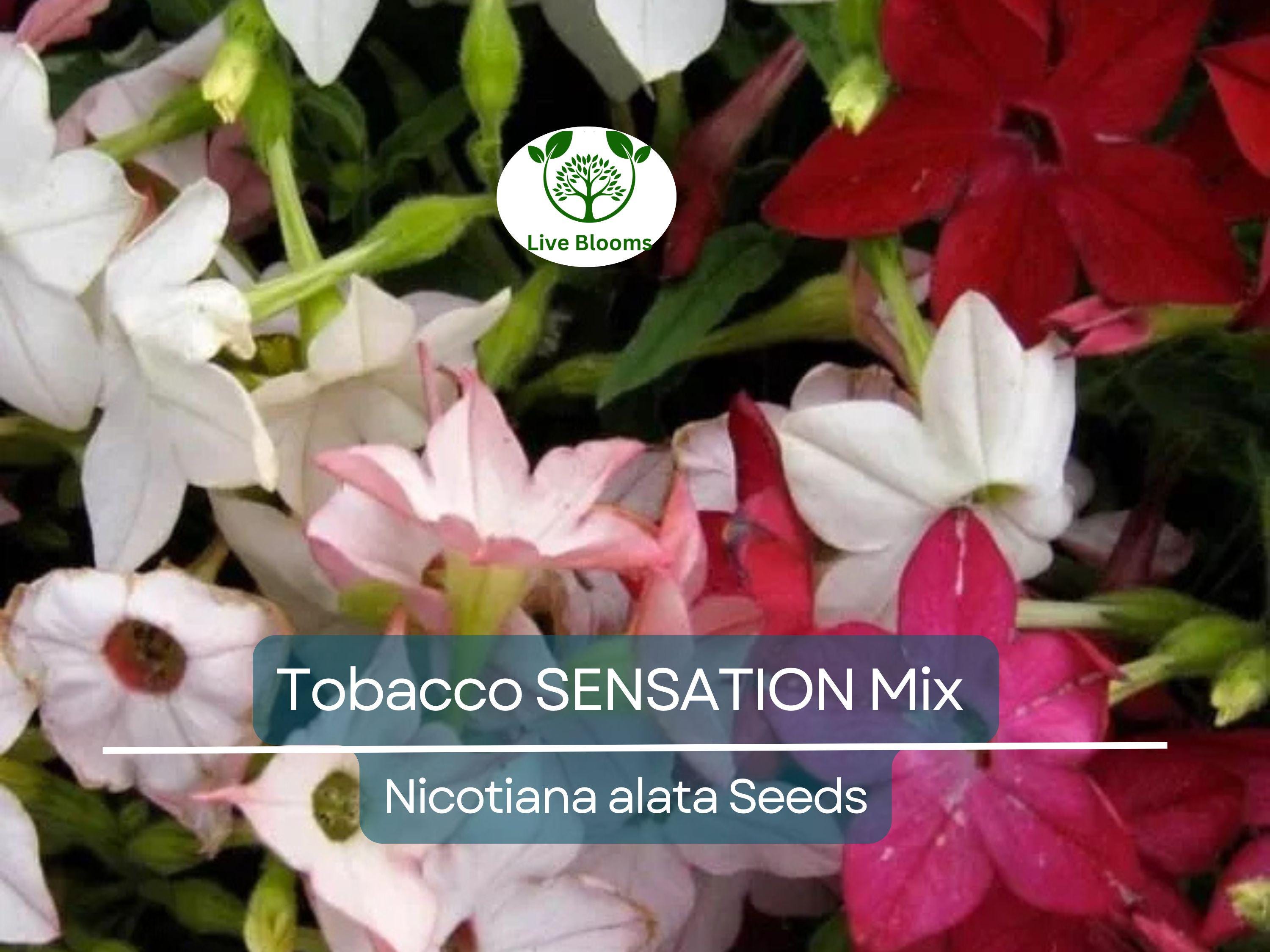 500 Seeds Tobacco SENSATION Mix (Nicotiana alata) Jasmine Fragrant Flowers Non-GMO, Aromatic Tobacco, Perfect for Gardens