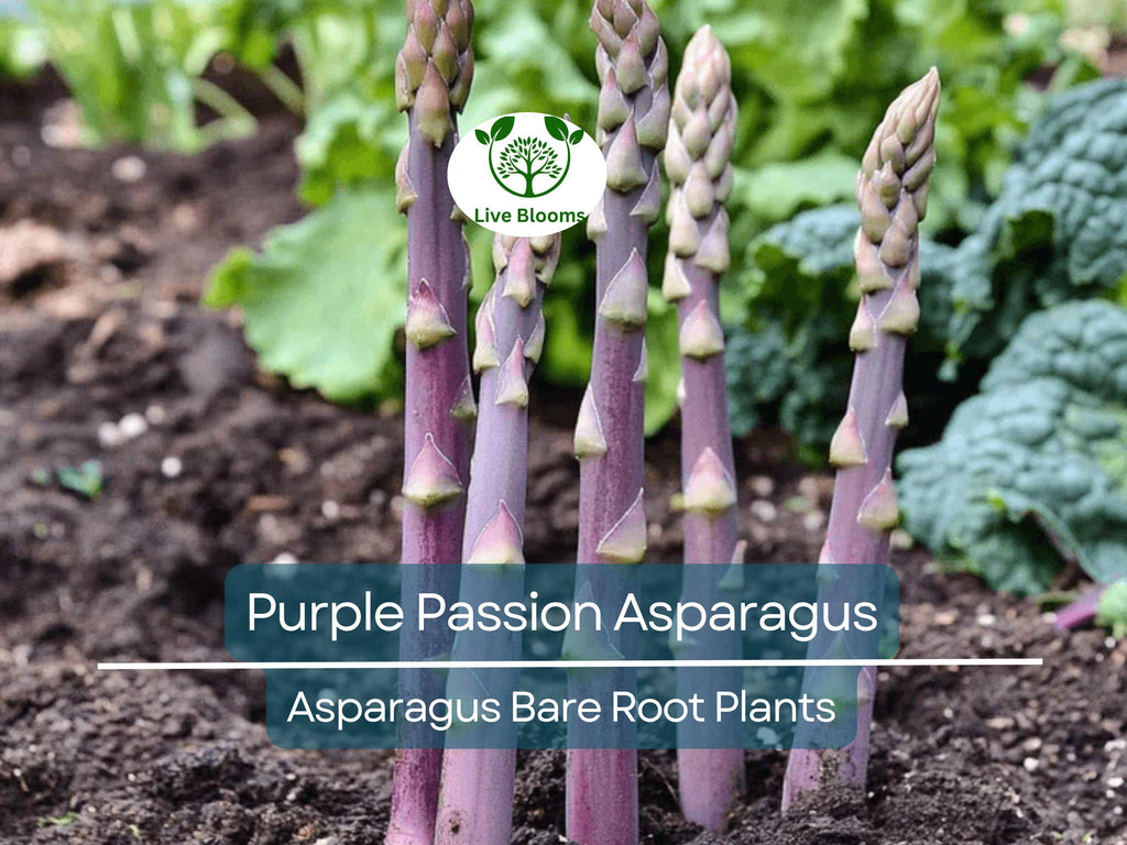 10 Purple Passion Asparagus Crowns – 2-Year Bare Root Plants – Sweet, Tender, Vibrant Spears – Perennial Vegetable for Garden