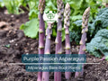 10 Purple Passion Asparagus Crowns – 2-Year Bare Root Plants – Sweet, Tender, Vibrant Spears – Perennial Vegetable for Garden