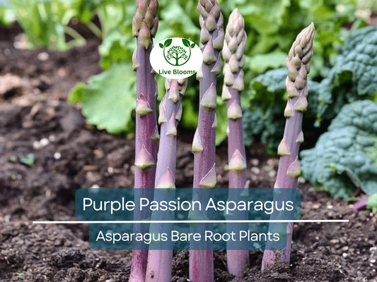10 Purple Passion Asparagus Crowns – 2-Year Bare Root Plants – Sweet, Tender, Vibrant Spears – Perennial Vegetable for Garden