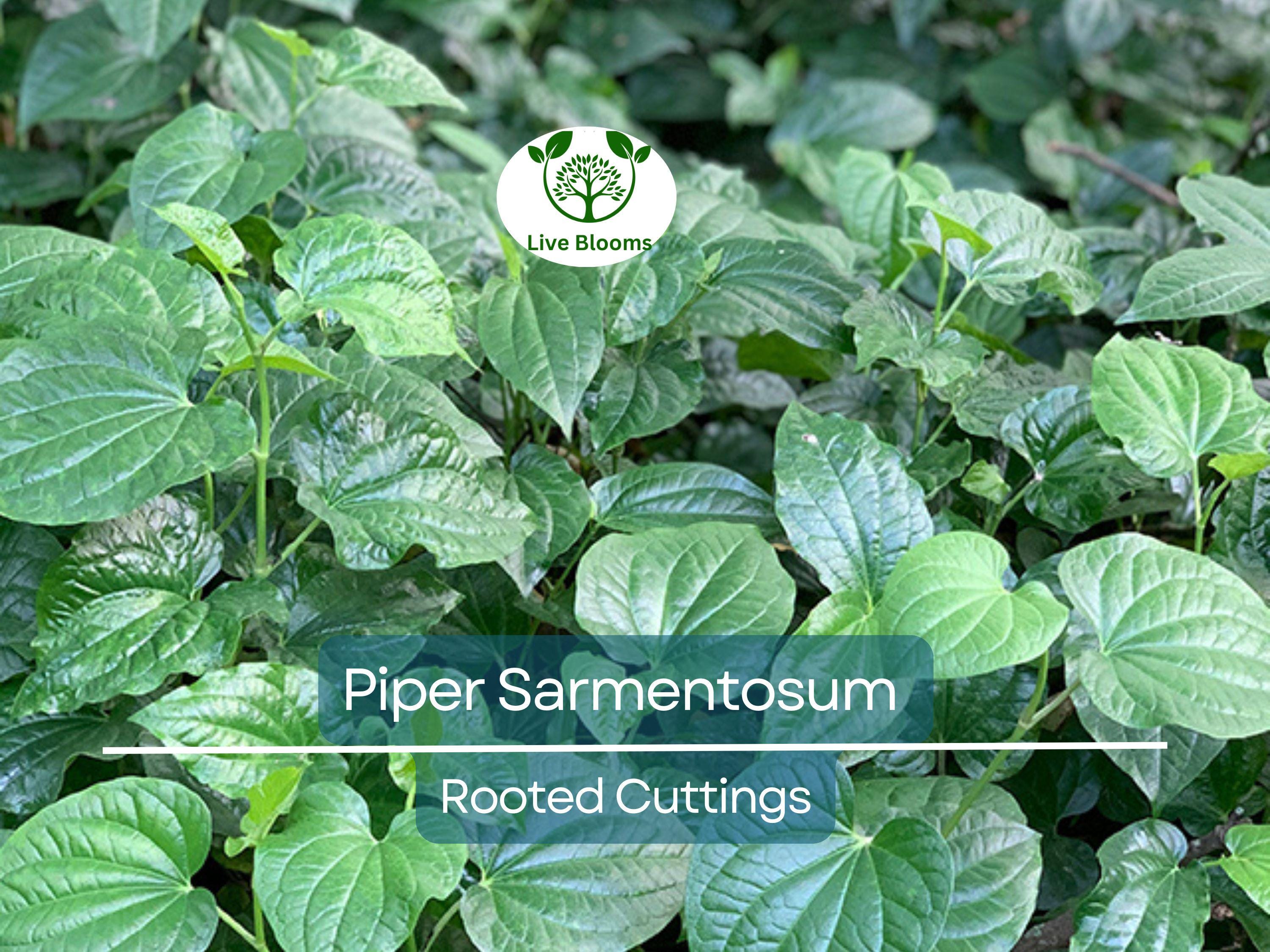 12 Piper Sarmentosum Bareroot Cuttings, Wild Betel Leaf, Thai Herb, Piper Betel, Herb Culinary Plant, Easy to Grow, Rooting Cuttings