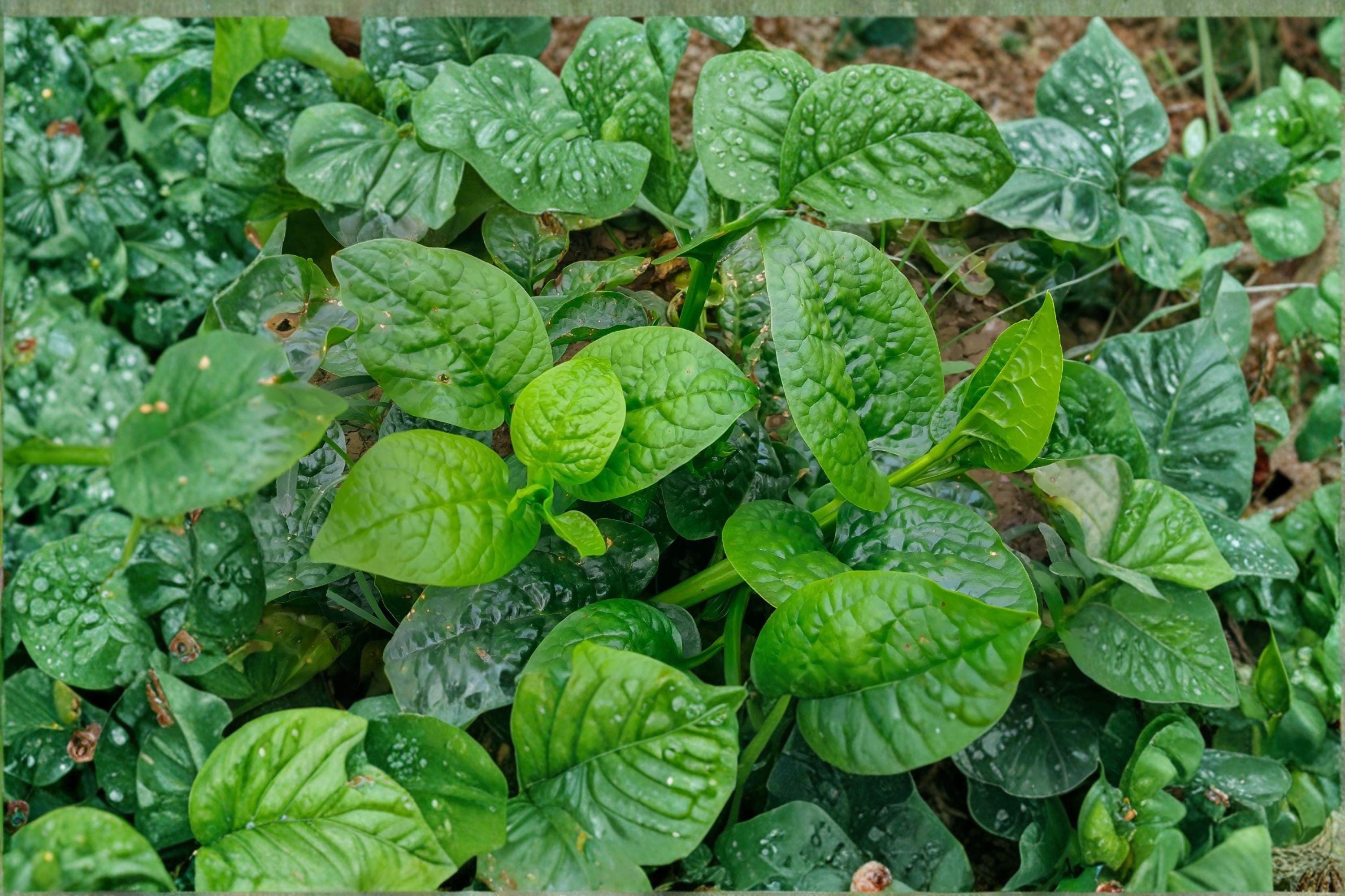 Malabar Spinach – Green Vines Supreme 30 Seeds | Heat-Tolerant Climbing Green | Thick Glossy Leaves | Summer Spinach Alternative