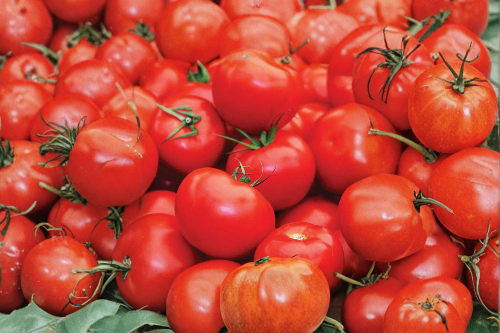 Tomato – Floradel 30 Seeds | Heat-Tolerant Tomato | Smooth Red Fruits | Southern Garden Favorite